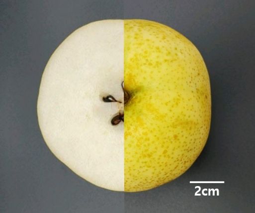 신품종 배 ‘청밀’