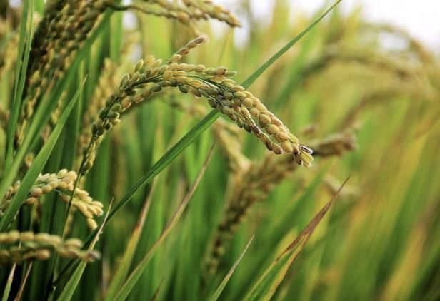 연천군, 통합 쌀 브랜드명 공모