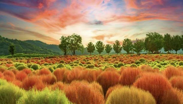 연천군 중면 임진강 댑싸리 정원 9월 1일 개장