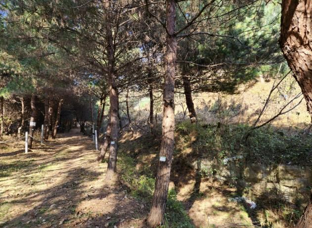 화성시, 소나무재선충 긴급방제 완료 및 고사목 전수조사 실시