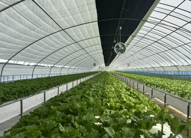 상추 분무경 양액재배 시범사업에 참여한 농가 모습