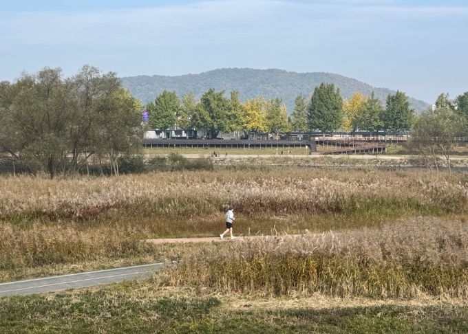 ‘가을의 도시’ 아산서 은빛 억새·황금 단풍 즐겨요