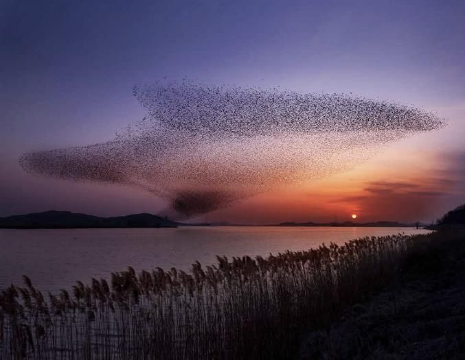 서천군, ‘2025 서천철새여행’ 29~30일 개최