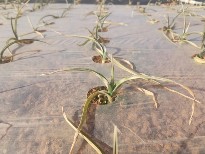 이상기상 대비 마늘 월동 후 병해충 및 생육관리 철저 당부