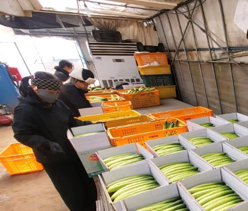 1. 천안 하늘그린오이 재배 농가가 수확한 오이를 상자에 담고 있다.