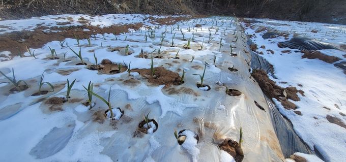 충남도 “기상이변 속 마늘 재배, 봄철 관리가 수확 좌우”