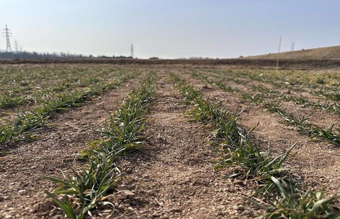 충남도, 맥류 수확량 ‘생육재생기’ 관리가 좌우