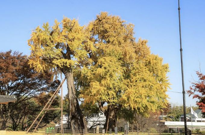 당진 면천 은행나무 사진