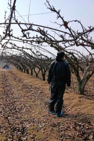 과수화상병 예찰 활동 모습