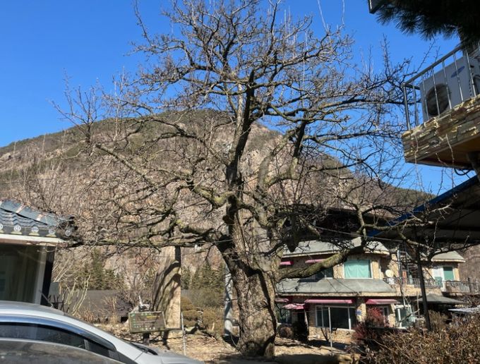 금산군, 보호수 일제 정비