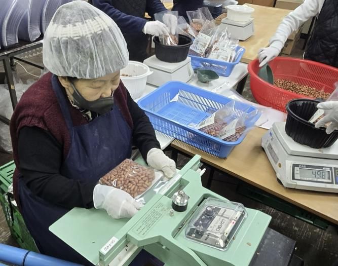 태안 볶음땅콩 상품 생산 모습.