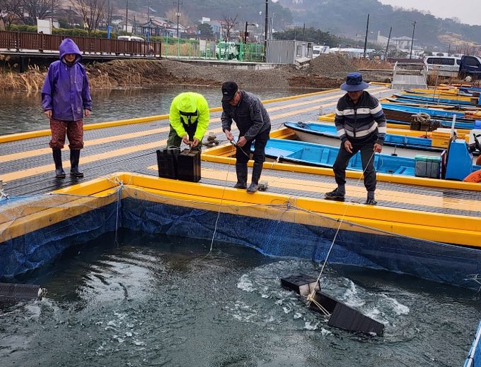 빙어 수정란 1200만 립 이식 완료