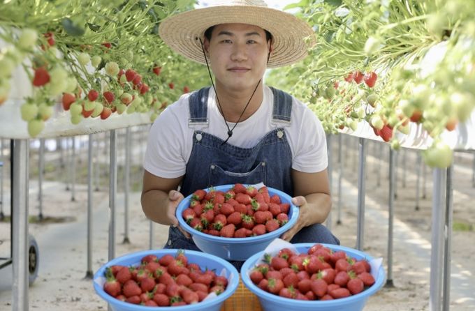 청년농업인 딸기 수확 사진