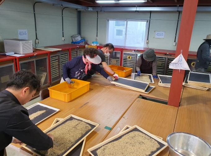 세종시, 조치원배 품질 향상 꽃가루은행 운영