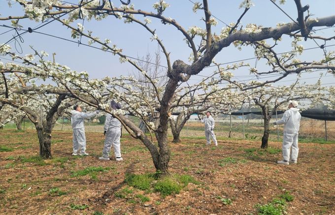 봄철 이상기후 선제 대응…원예작물 생육안정화 총력