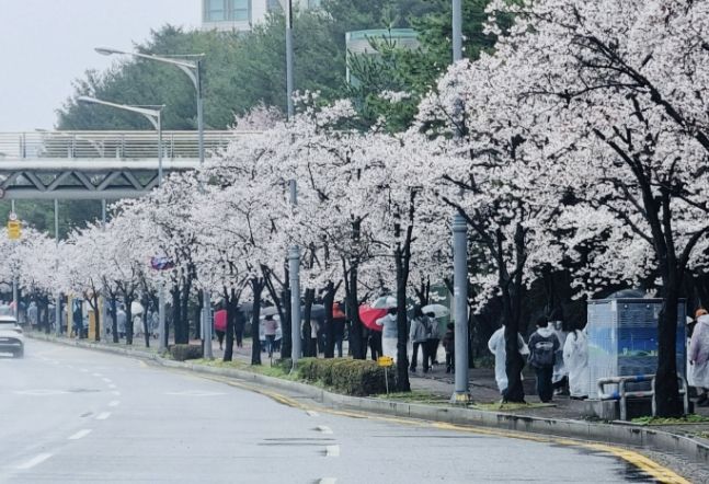 벚꽃길 걷기대회 진행 사진