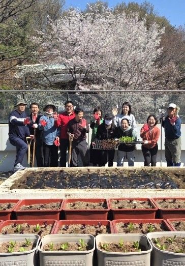 광명시 광명5동 지역사회보장협의체는 지난 8일 ‘너부대 옥상 텃밭’에서 위원과 동 직원 10여 명이 참여한 가운데 상추와 고추 모종을 심었다.